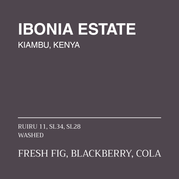 KENYA - IBONIA ESTATE